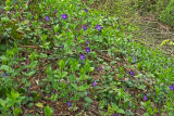 P4040165.jpg
