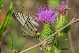P8170450.jpg