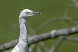 6CAU3867.jpg