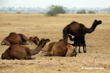 Prs de Jaisalmer, Rajasthan_IMGP5612.JPG