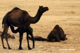 Prs de Jaisalmer, Rajasthan_IMGP5616.JPG