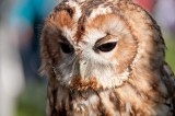 D3_2165 Tawny Owl.jpg