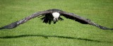 D3_2155 Ruppells Griffon Vulture.jpg