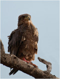 D3_0267 Young Bateleur Eagle