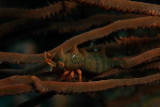 Dragon shrimp1.JPG