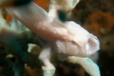 Frogfish4.JPG