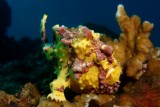 Frogfish5.JPG