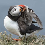 Atlantic Puffin Preening.jpg