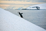Antarctica-0291.jpg