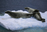 Antarctica-0483.jpg