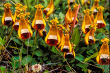 LadySlipper047DelPaine.jpg