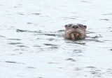 River Otter With Eel