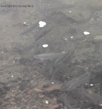 Alewives Being Herded