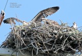 2 Chicks