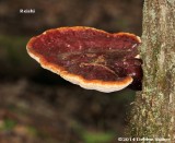 Reishi Growing on Tree