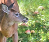 Deer Under the Apple Trees