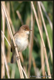 Reed Warbler (Acrocephalus scirpaceus)