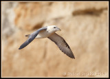 fulmar3.jpg