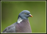 woodpigeon.jpg