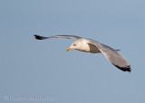 European Herring Gull (Larus argentatus)