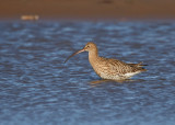 Eurasian Curlew (Numenius arquata)