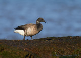 Brent Goose / Brant Goose (branta bernicla)