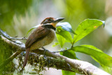 chestnut-capped-puffbird.jpg