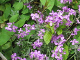 IMG_3247.JPG