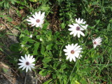IMG_3265.JPG