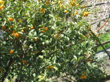 IMG_3323.JPG