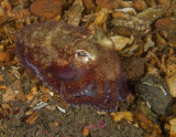 Stubby Squid