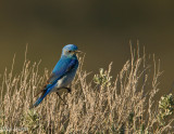 Mountain Bluebird