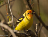 Western Tanager and Snack