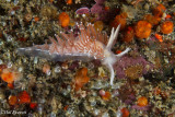 Red Gilled Nudibranch
