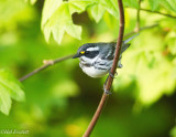 Black Throated Gray Warbler