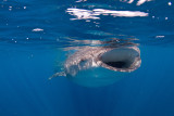 Whale Shark Head On View