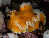 Orange Peel Nudibranch