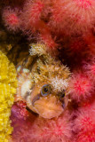 Decorated Warbonnet on Red Soft Coral