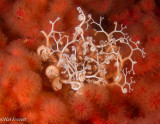 Basket Star on Red Soft Coral