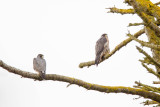 Peregrine Falcon (right) and Tiercel (Left)