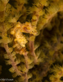 Pygmy Seahorse