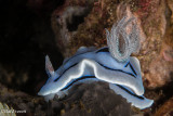 Chromodoris willane Nudibranch