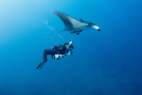 Manta and diver