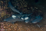 Sleeping White Tip Sharks and Lobsters