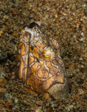 Napolean Snake Eel