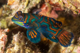 Mandarin Goby