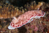 Chromodoris reticulata Nudibranch