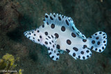 Juvenile Spotted Sweetlips