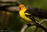 Western Tanager