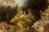 Scaleyhead Sculpin